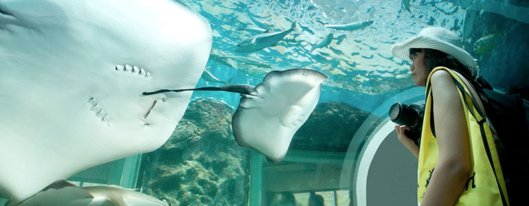 Cairns Aquarium